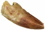 Serrated Raptor Tooth - Real Dinosaur Tooth #300959-1